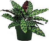 American Plant Exchange Rattlesnake Calathea Real Live Plant 6" Pot, Purple and Green Foliage (Calat | Amazon (US)