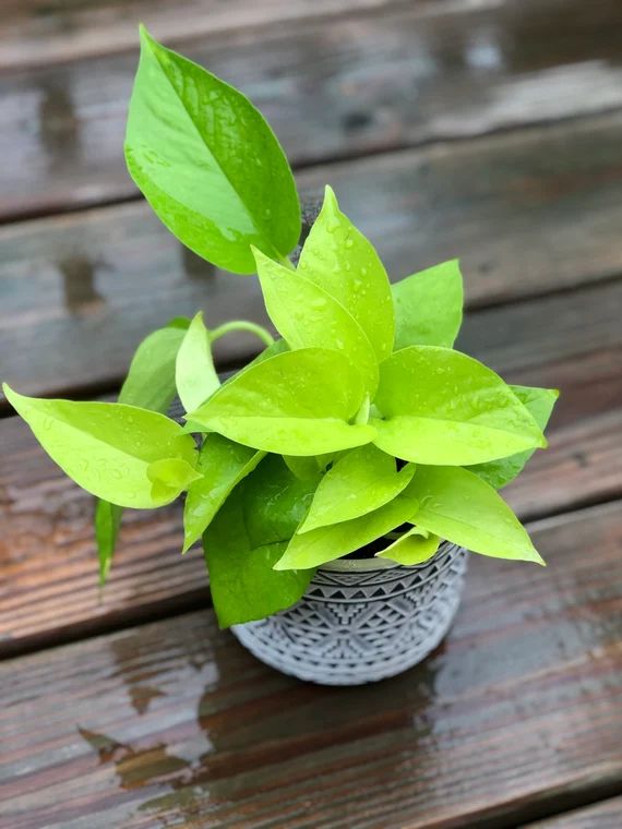 Neon Pothos indoor plant in 3 pot  Easy care low light | Etsy | Etsy (US)