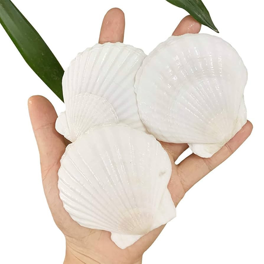 30 PCS Scallop Shells 2-3 Inch Natural White Sea Shells from Sea Beach for DIY Craft Home Décor(... | Amazon (US)