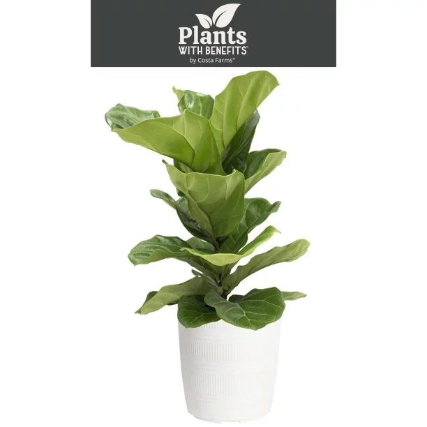 Plants with Benefits Live Green Fiddle Leaf Fig Plant in 10in. Décor Pot | Walmart (US)