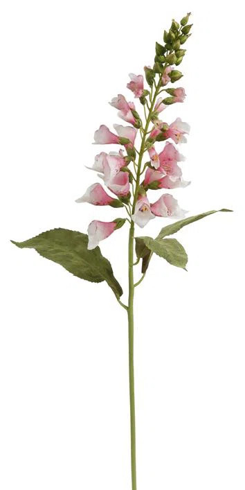 FOXGLOVE STEM | Wayfair North America