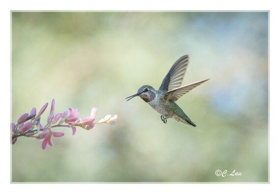 Hummingbird Photograph Digital Download Fine Art Photography - Etsy | Etsy (US)