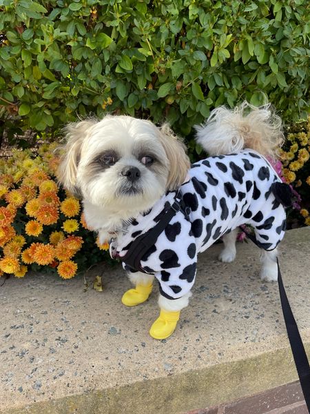 Adorable halloween dog costume. Cow onsie. Runs small. Ralphie took size L. He is usually size S in other standard brands.

#LTKbaby #LTKkids #LTKHalloween