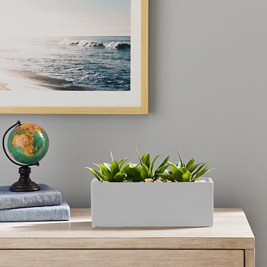 Faux Potted Agave Succulant | Pottery Barn Teen