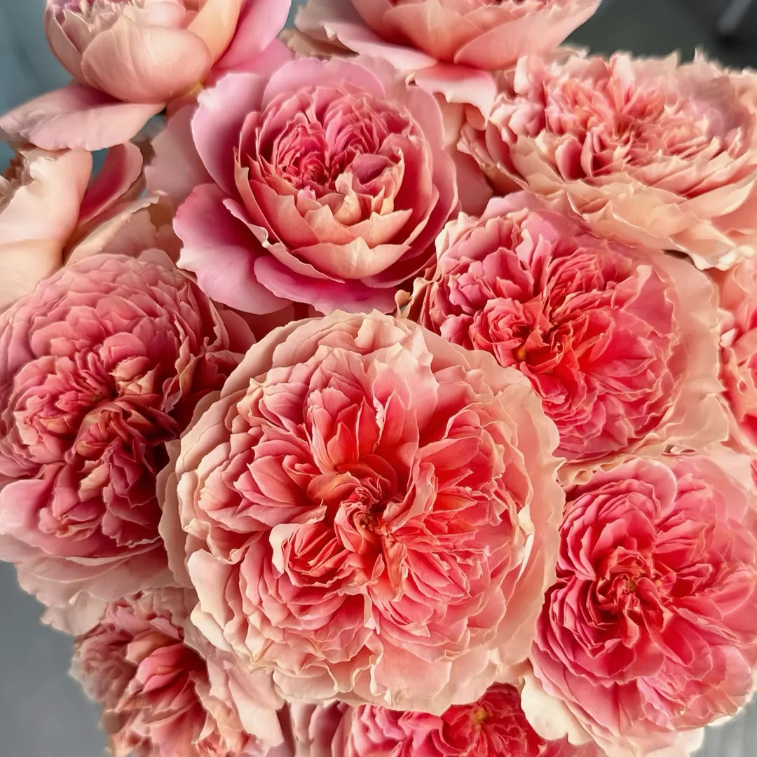 Moulin De la galette Rose. Own root. Japanese Rose. 煎饼磨坊 | Etsy (US)