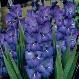 VAN ZYVERDEN Gladiolus Large Flowering Grande Passion Bulbs (Set of 12)-11259 - The Home Depot | The Home Depot
