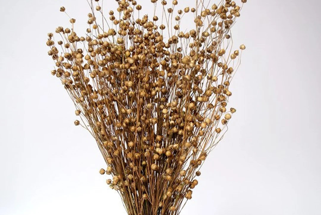 24" Natural Linum/Dried Canary Grass/Dried Flax/Home Decor/Dried Decor/Vase Filler/Dried Flax Bun... | Etsy (US)
