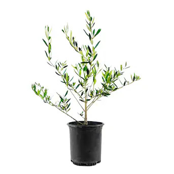 National Plant Network 1 -Gallon Feature Evergreen Olive Tree In pot (with soil) | Lowe's