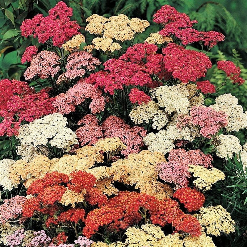 500 MIXED SUMMER YARROW Achillea Millefolium Red Pink White Gold Peach Herb Flower Seeds | Walmart (US)