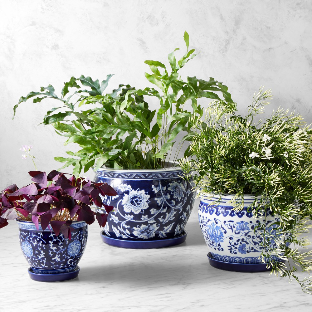 Blue and White Planter House Plant Set | Williams-Sonoma