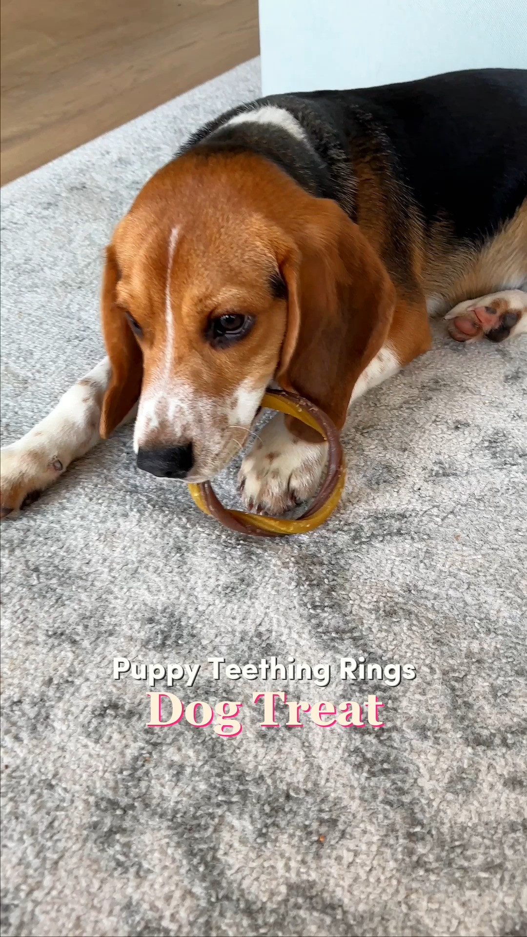 Welcoming a new puppy into your home is filled with joy, but watching your little one struggle with the intense discomfort of new teeth cutting through can be incredibly stressful for both of you. N-Bone Puppy Teething Rings completely transform this challenging developmental phase into a calm, comforting bonding ritual. 🦴 Perfect if you need a safe, long-lasting distraction to curb destructive puppy chewing, want a clean rawhide-free safe ingredient for your pup, or concerned about their dental hygiene. 🐾 #PuppyTeething #DogParentLife #PuppyWellness #HealthyChews #FurBabyCare #RawhideFree #CleanPetFood #PuppyDentalHealth #ConsciousPetParent  

#LTKmomlife #LTKHome