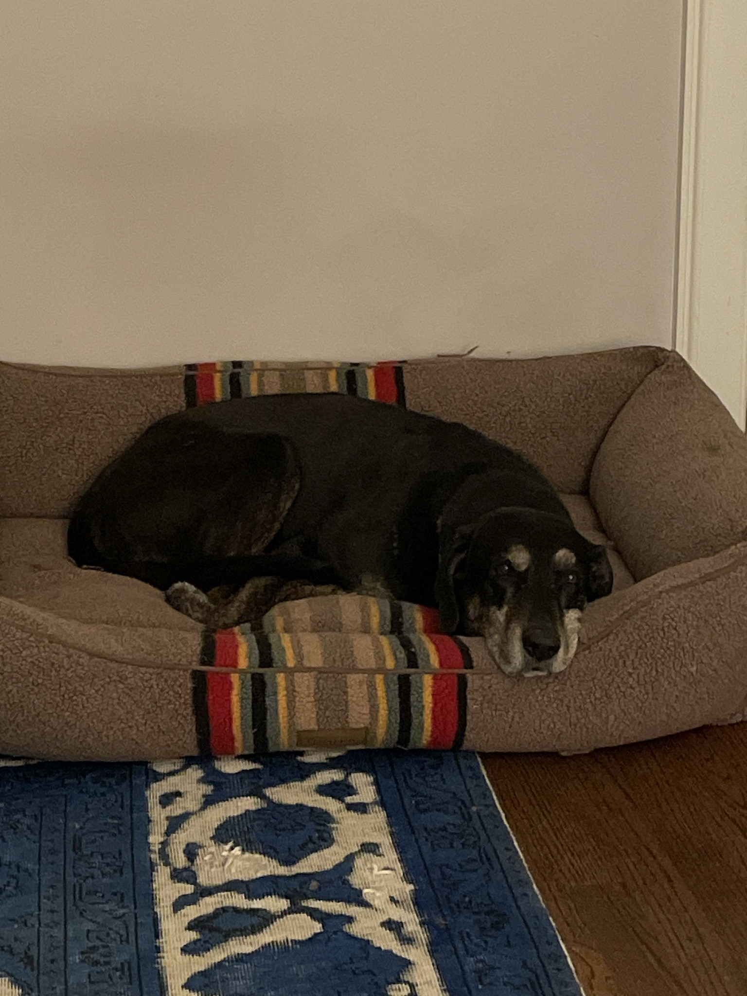 New dog beds from LL bean, these are great quality and very comfortable. The pendletons are so classic and the jumbo bed is massive. It fits 3 large dogs but also comes in smaller sizes for those without a wolf pack (normal people). 

#LTKhome