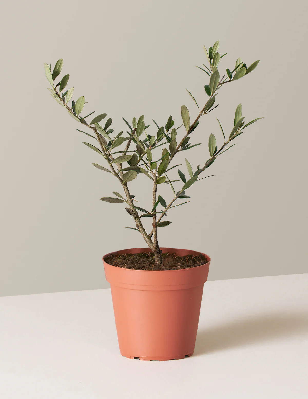 Olive Tree (Olea Europaea) Indoor Houseplant | Unique Plants for Delivery | The Sill