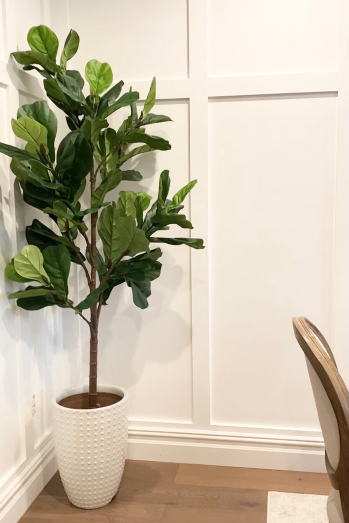 The best fiddle leaf fig 🌱 

#LTKSeasonal #LTKhome #LTKHoliday