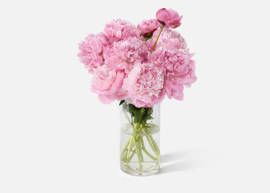 The Peony | UrbanStems