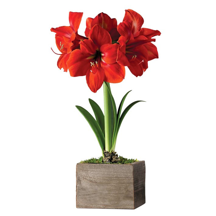 Fresh Red Amaryllis in Wooden Planter | Williams-Sonoma