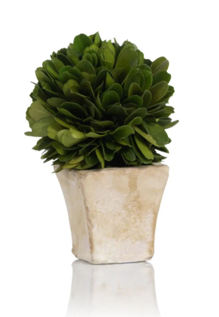 Boxwood in Square Pot | House of Blum