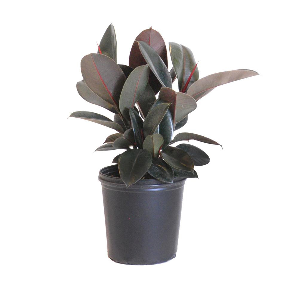 United Nursery Ficus Elastica Burgandy Live Indoor Houseplant Shipped in 9.25 in. Grower Pot 24 in.  | The Home Depot