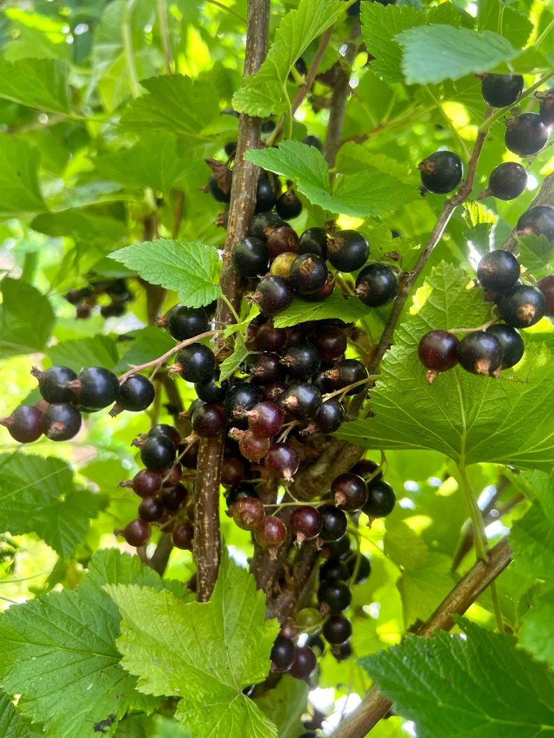 Balck Currant Plant Ready to Plant Black Currant Seedlings - Etsy | Etsy (US)