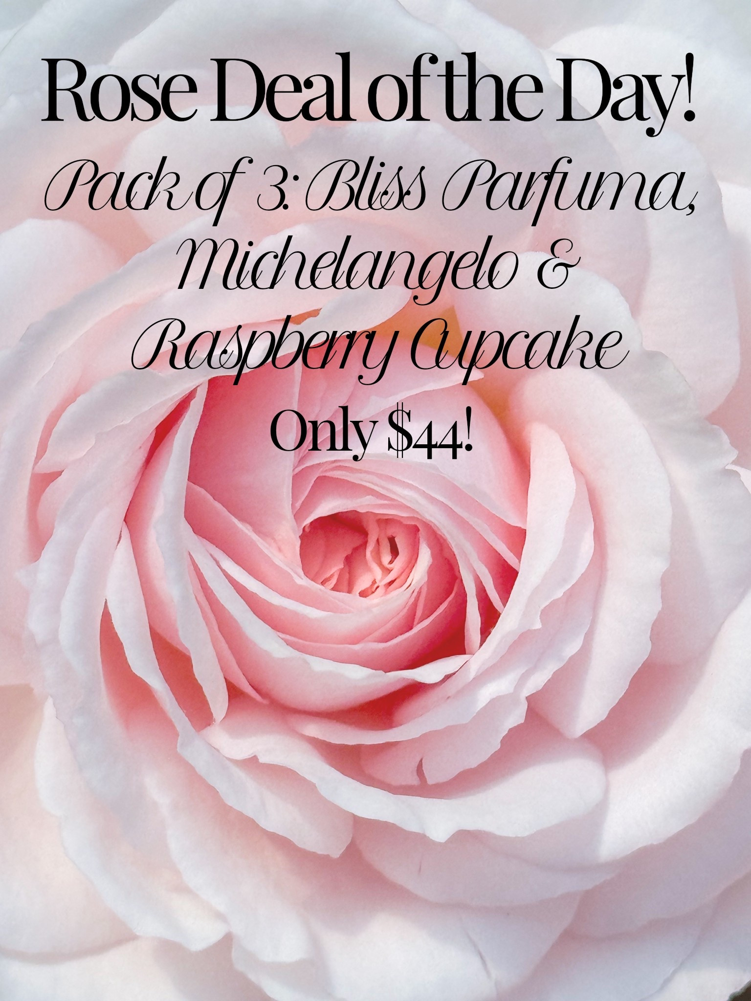 What a steal!!! Only $44 for Parfuma Bliss, Michelangelo & Raspberry Cupcake bare roots! That’s less than $15 each! 

#LTKSaleAlert #LTKHome #LTKspring