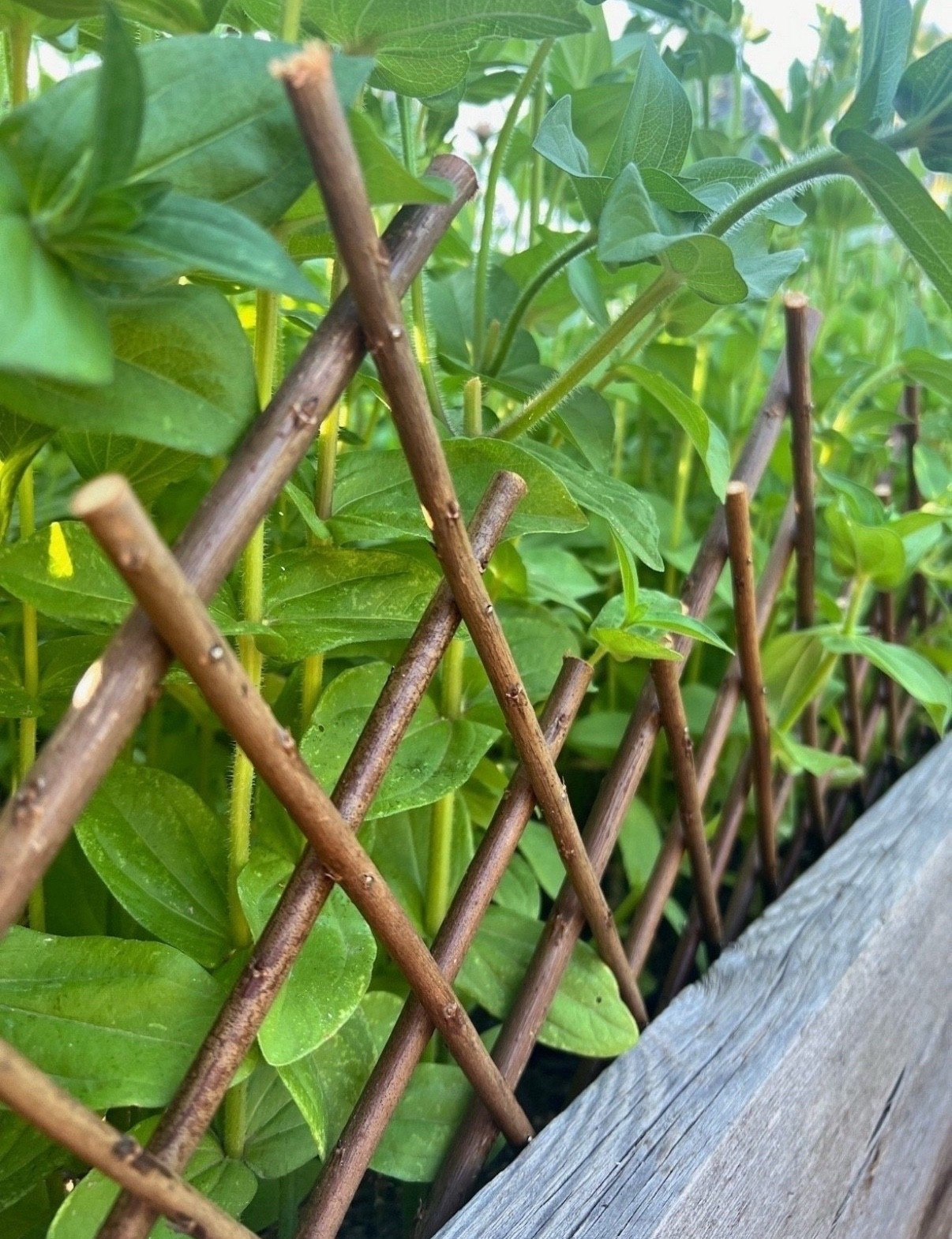 This little expandable willow fence has been such a sweet addition to my raised beds this year 🌿 It gives the whole setup a softer, more cottage-y look—and the best part? No tools, no fuss, just pop it in place and enjoy the charm!

#LTKVideo #LTKHome #LTKFindsUnder50