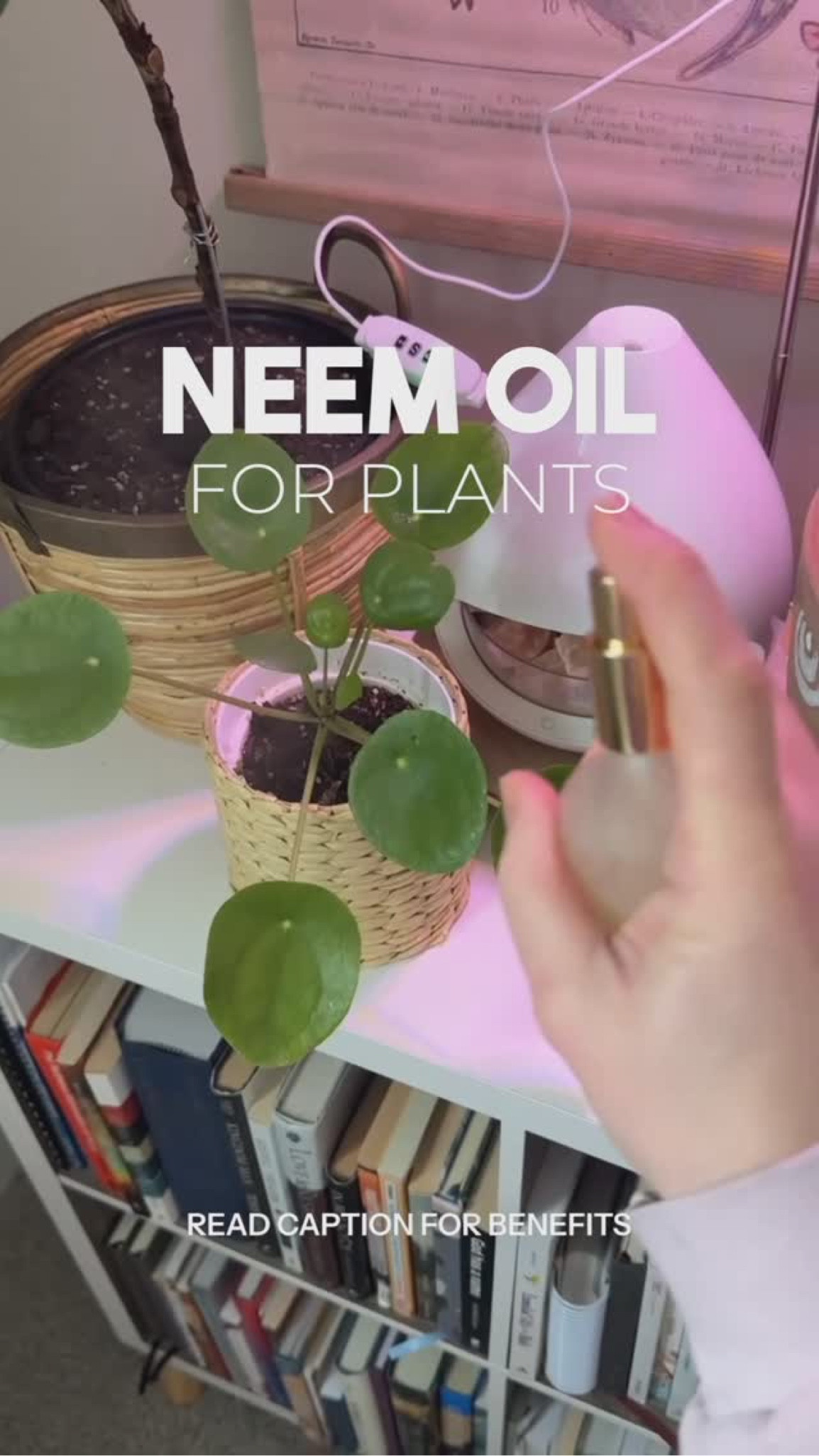 Calling all plant parents 📣

Neem oil is one of the best natural solutions for plant probs. Here’s why:

it acts as a pesticide, keeping harmful insects like aphids, spider mites, and whiteflies away without toxic chemicals

it prevents fungal infections such as powdery mildew and root rot

supports healthy leaf growth by acting as a natural shine

improves soil health by breaking down harmful bacteria

➕it’s safe for beneficial insects like bees and butterflies

Do you use Neem oil? I diluted it and added a drop of peppermint, rosemary and lavender essential oils to boost the power. 🪴