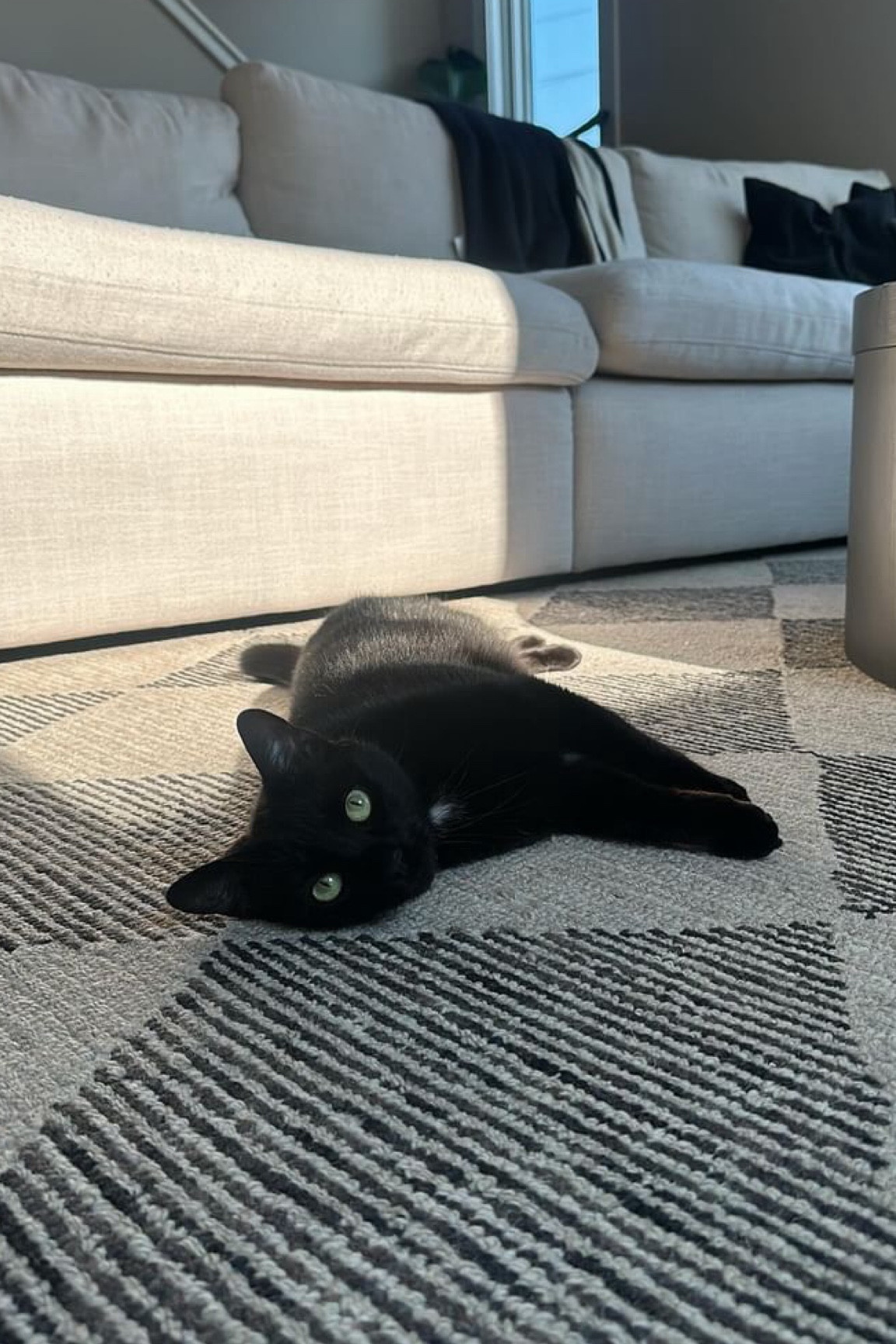 living room rug link 🖤 

#LTKHome