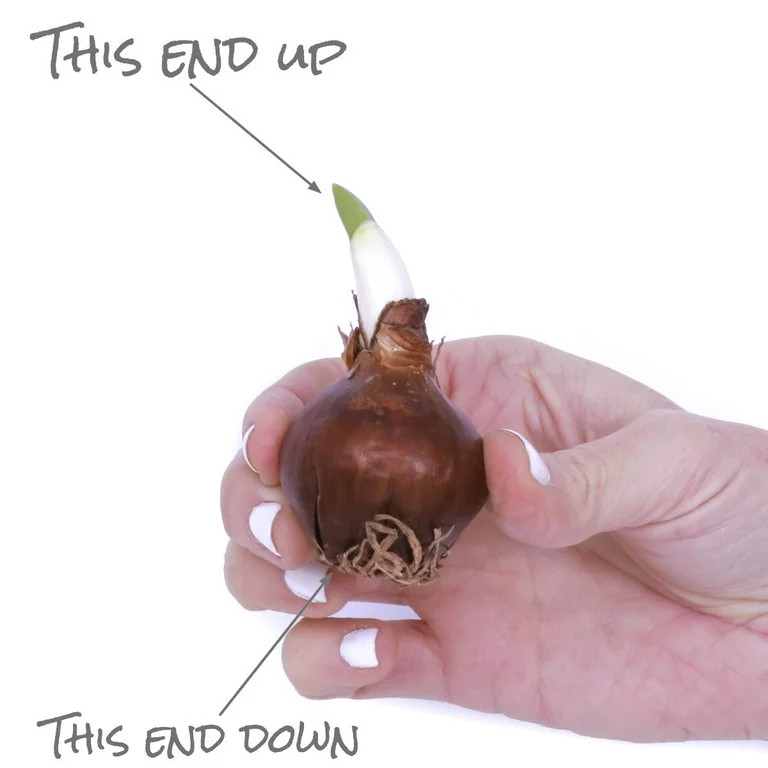 Van Zyverden Narcissus Preplanted Paperwhite Ziva (Set of 3 Dormant Bulbs) Indirect Sun, White, A... | Walmart (US)