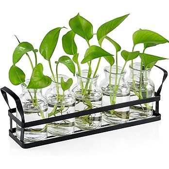 Propagation Stations Indoor Decor Plants Propagation Station with Stainless Steel Stand, Propogat... | Amazon (US)
