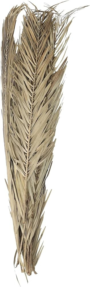 Deco 79 Dried Plant Palm Leaves Home Decor Natural Foliage Tall Natural Dried Foliage, Foliage fo... | Amazon (US)