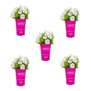 1.5 PT. White  Petunia Annual Plant with White Flowers (5-Pack) | The Home Depot