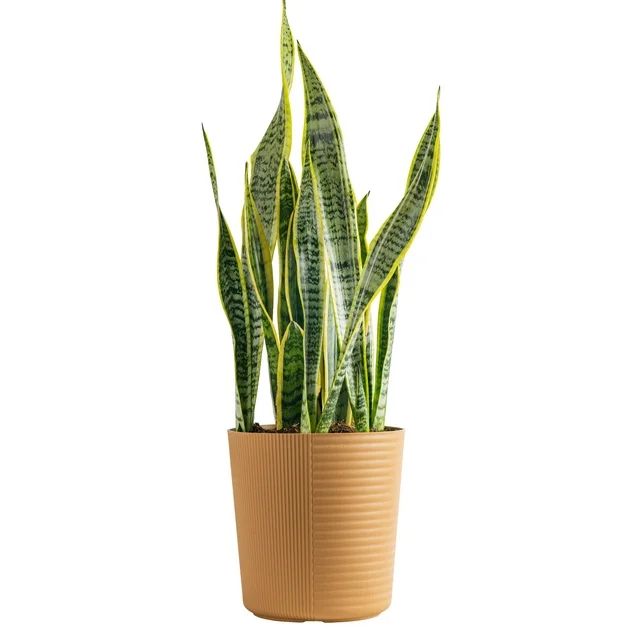Costa Farms Plants with Benefits Live Plant Sansevieria Snake Plant in 10in Decor Pot | Walmart (US)