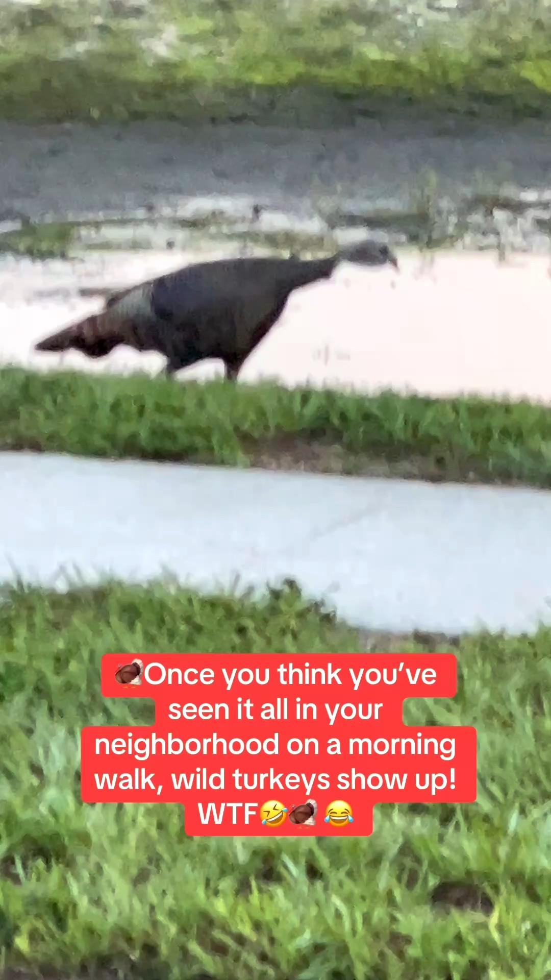 Walking in my Hoka’s in my neighborhood this morning, I encountered wild turkeys! 🦃 

So crazy! I thought I’ve seen it all in my neighborhood. I feel like I live in Jurassic Park. I love living in Florida!

#LTKSeasonal #LTKOver40 #LTKSaleAlert #LTKTravel #LTKfitnessgoals #LTKActive #LTKvlog