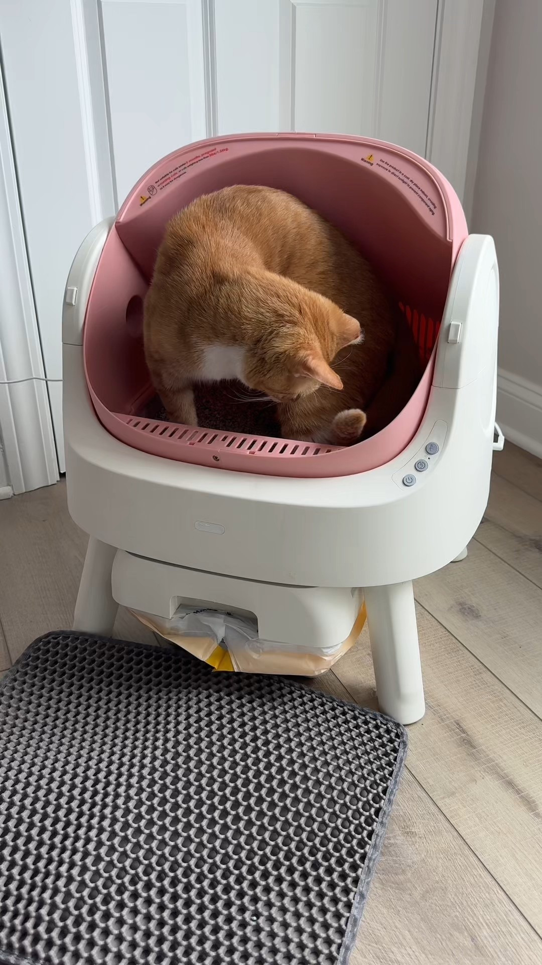 Say goodbye to scooping! Let your cat enjoy a clean litter box every time with this self-cleaning automatic litterbox. #PetCare #AutomaticLitterbox #CatLovers #NoMoreScooping #CleanHome #SmartPets #PetTechnology #autoscooper11 #selfcleaninglitterbox

#LTKPets #LTKHome