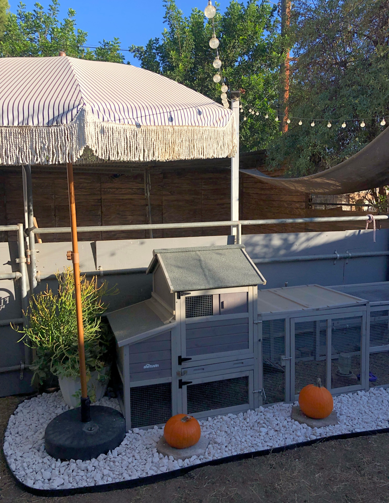 The chickens are ready for fall 🍂  🎃 

#LTKSeasonal #LTKhome