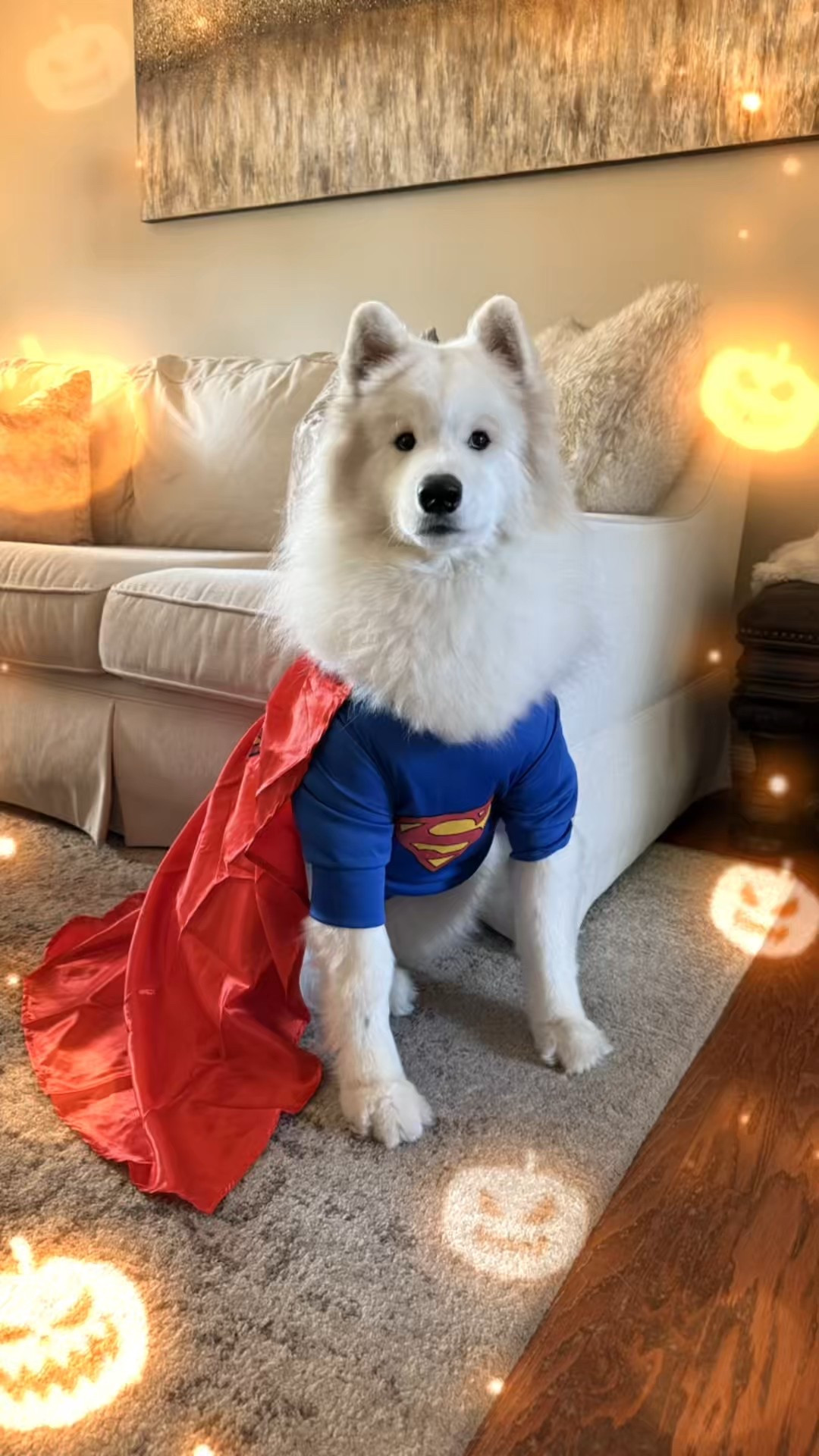 Get your pet ready for Halloween! So fun! (My dog is 60 lbs and wearing size XXL)

#LTKHalloween #LTKPets #LTKSeasonal
