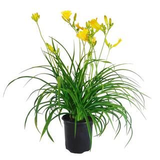 1 Gal. Stella De Oro Daylily Perennial Plant with Golden Yellow Flowers-15030 - The Home Depot | The Home Depot