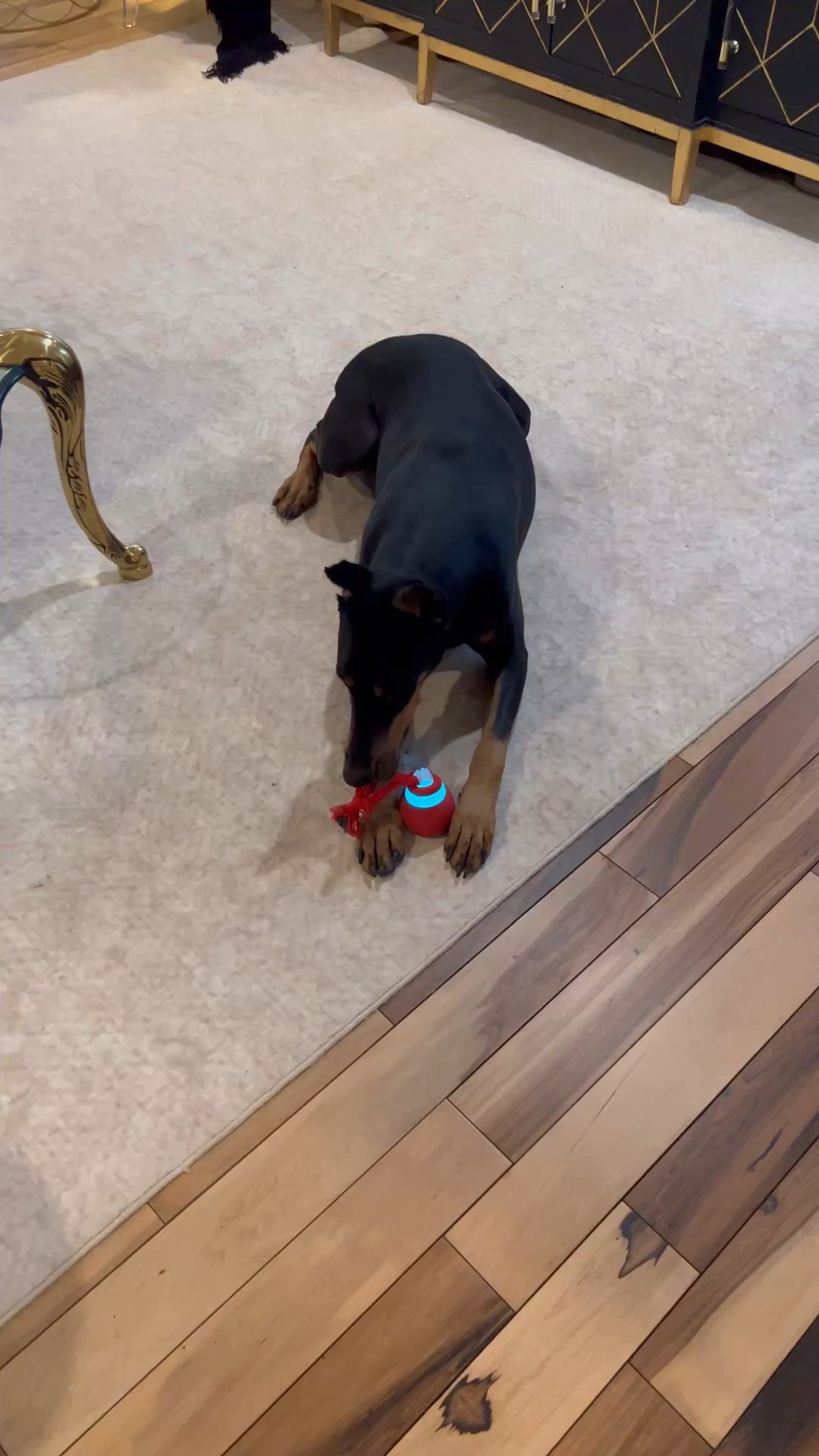 Interactive touch activated, doll toy that is rechargeable Luna’s new favorite zoomie time toy! She’s obsessed! Get your Dog one today it’s linked

#dobermanmom #dobermanpinscher #interactivedogtoy 

 #LTKActive #LTKOver40 #LTKHome