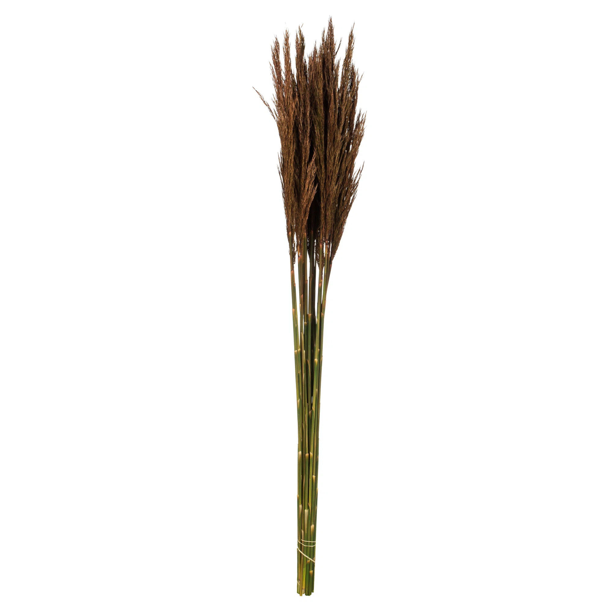 Zellmer 36" Plume Reed Bundle (15-20 stems), Preserved | Wayfair North America