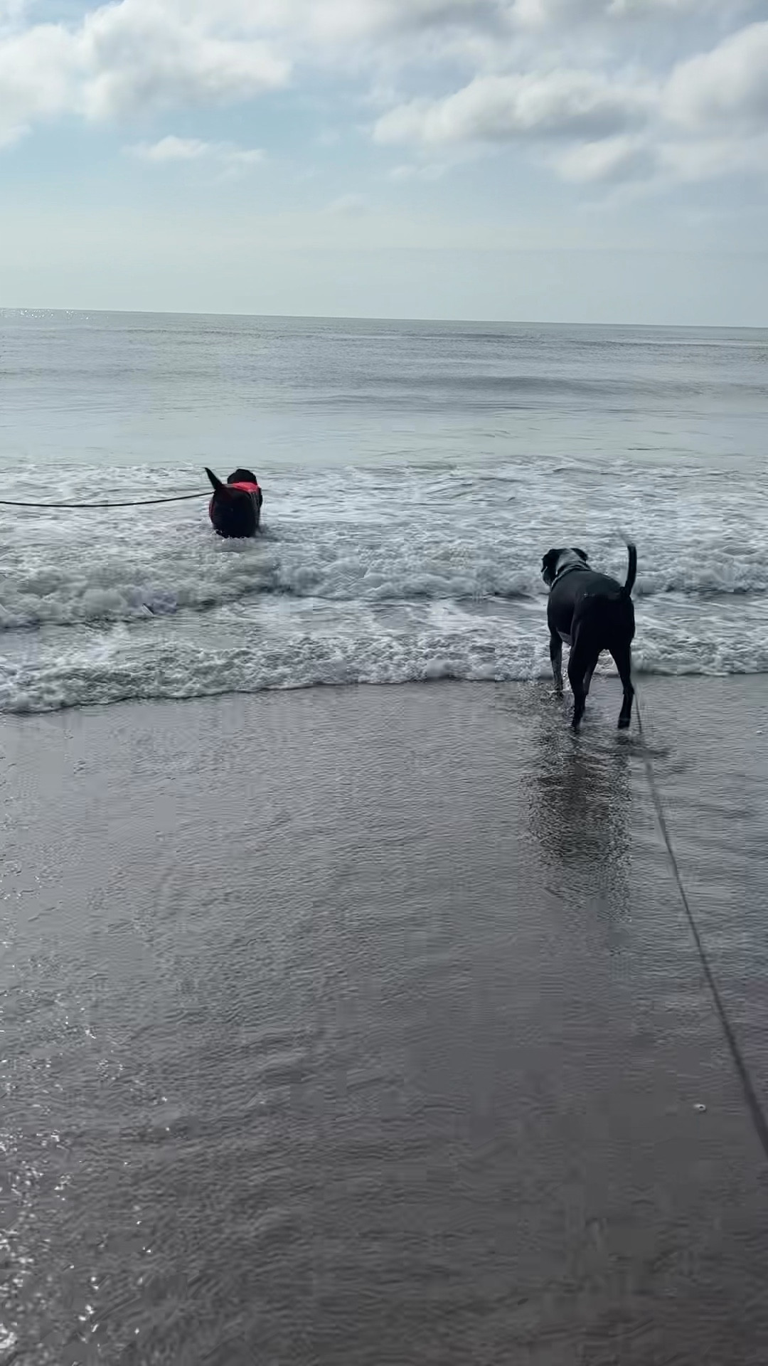 Dog must haves for the beach! 

#LTKSwim #LTKPets #LTKTravel