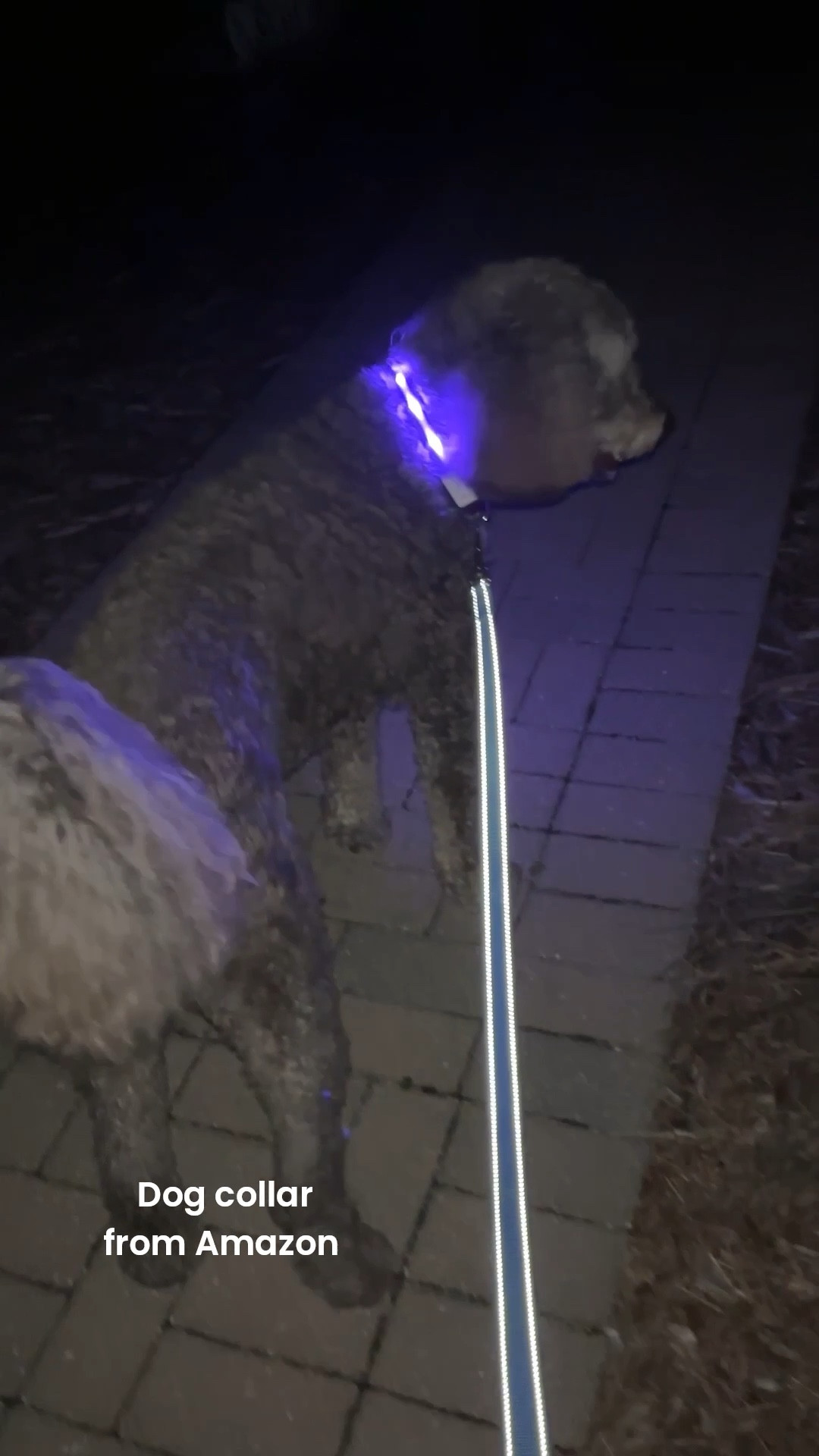 Light up dog collar frown on Amazon! So many different colors to choose from, I tried to choose a color that would stand out to drivers. ￼#ltkpets

#LTKActive #LTKstorytime