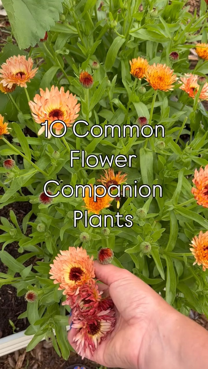 Here is why you should plant these companion plants in your garden this season 👇🏼

Marigolds - deter nematodes and certain harmful insects with their pungent scent. They also attract beneficial insects like ladybugs.

Nasturtiums - can repel aphids, whiteflies, and squash bugs.

Calendula - attract pollinators like bees and butterflies

Lavender - scent repels deer and rabbits, they also attract pollinators

Sunflowers - can provide shade for certain plants, conserves moisture, and can be used as a trellis for climbing vegetables like beans

Borage - attracts bees to your garden

Sweet Alyssum - attracts beneficial insects like overflies and lacewings that prey on garden pests

Cosmos - attracts pollinators 

Yarrow - improves soil quality by accumulating nutrients and can deter certain pests 

Chrysanthemums - contains natural insect repelling compounds, effective at deterring aphids, spider mites and others. 

Happy gardening!

#companionplanting #companionplants #flowercompanion #gardening #midwestgarden #zone4gardening #trellisgarden #beneficialflowers