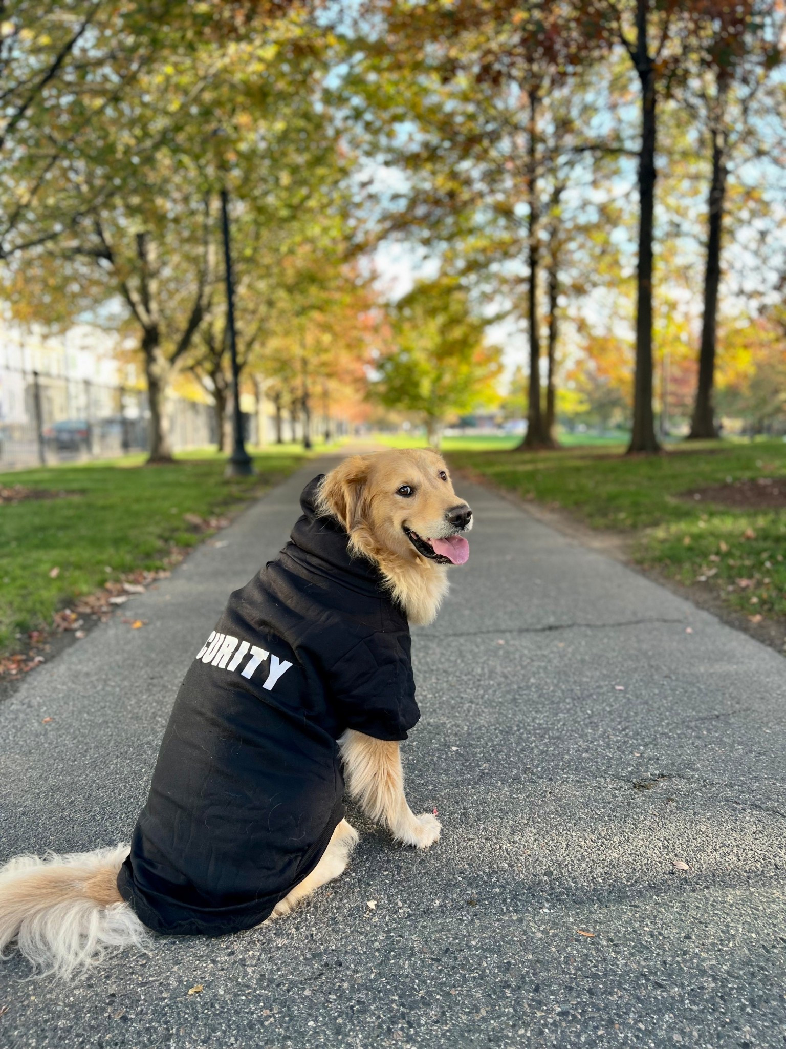 easy halloween costume from amazon! 

#LTKPets