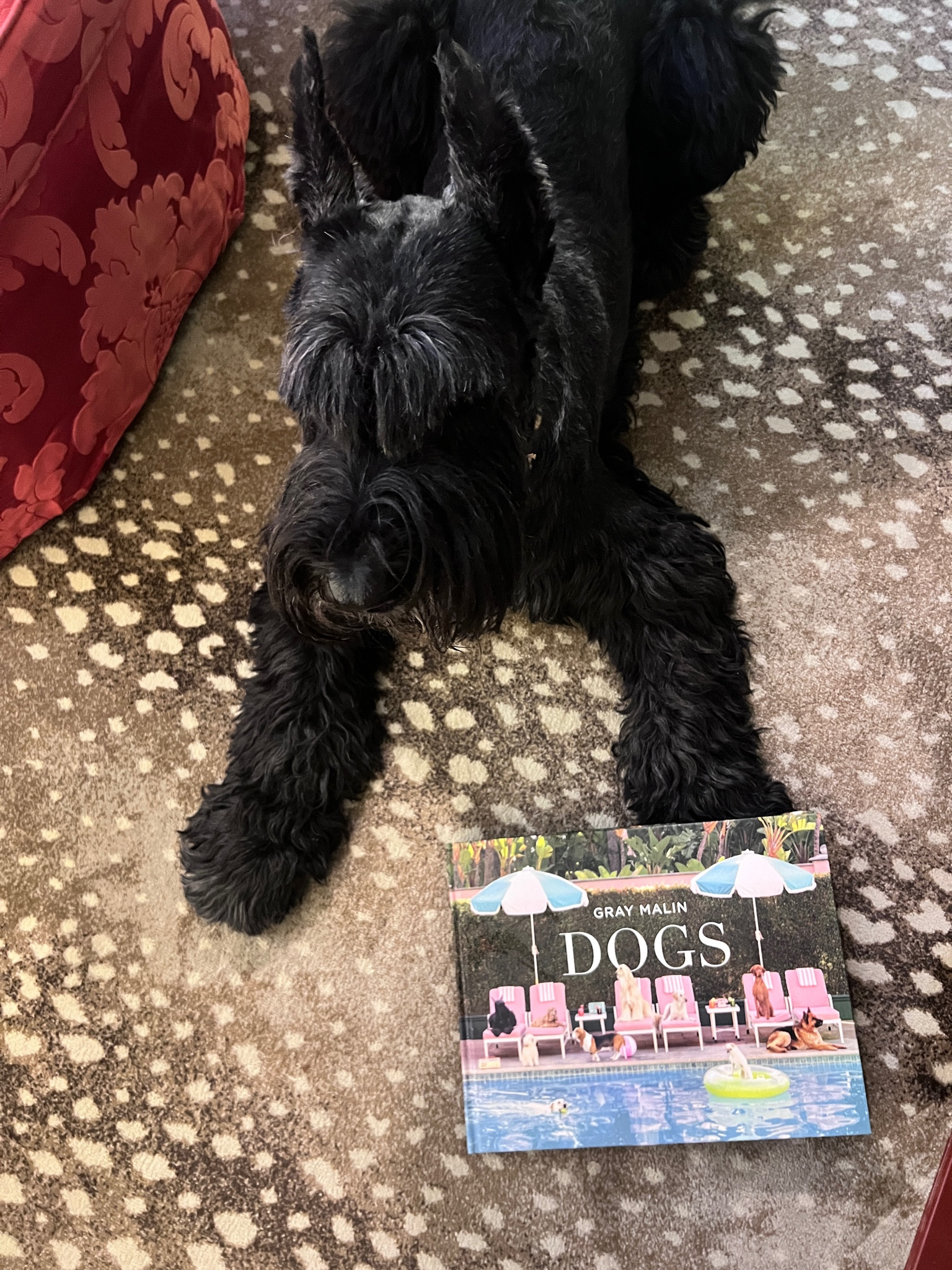 The perfect gift for the dog lovers in your life!  Gray Malins new book brings a smile.

#LTKGiftGuide