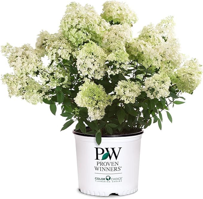 2 Gal Proven Winners 'Bobo' Hydrangea | Amazon (US)