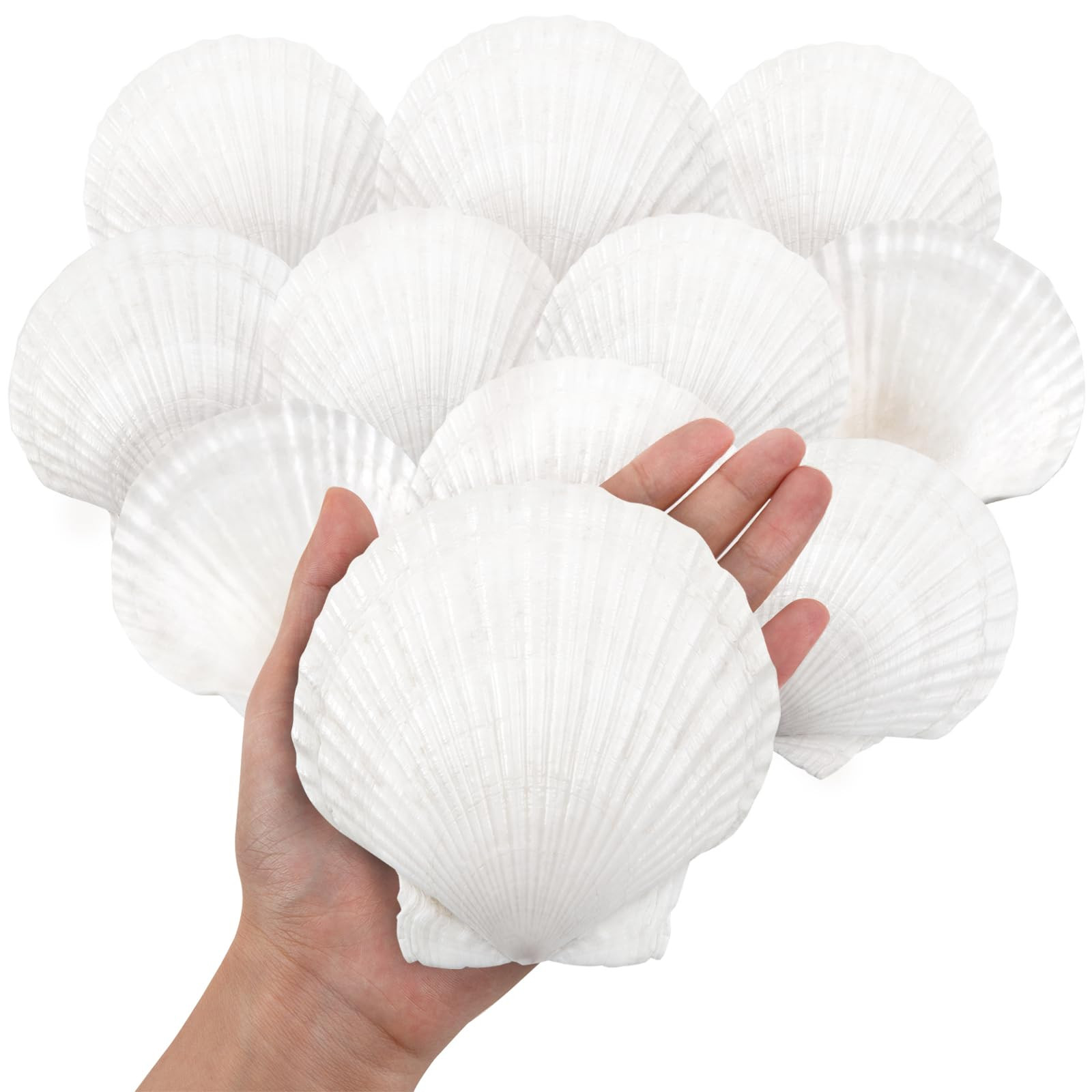 10PCS Large Natural Scallop Shells, 4''-5'' Large Shell for Crafts, DIY Painting, Baking and Beac... | Amazon (US)