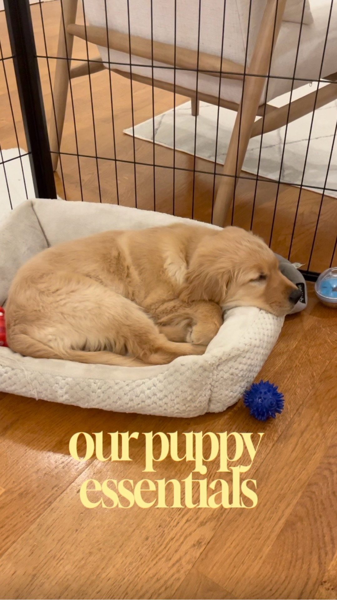 Bringing a new puppy home is equal parts exciting and overwhelming 🤍
When we brought Ayce home, we had nothing ready… but we quickly learned how much easier it is to feel prepared with the right support from Petco.

From her crate and playpen to enrichment toys, teething chews, and training treats—having the right essentials made all the difference in welcoming Aria home.

If you’re getting ready for a new pup (or already in the thick of it), just know it gets easier… especially when you’re set up with the right tools. 



#PetcoPartner

