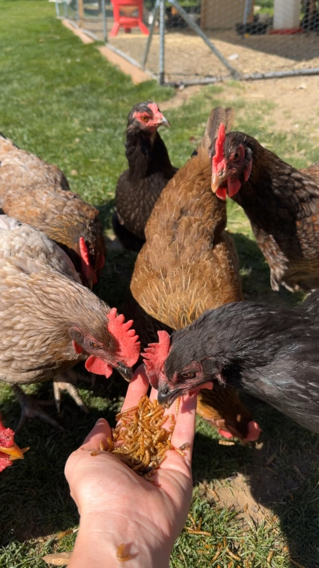 Treat for 🐓 they love it 

5LB Dried Black Soldier Fly Larvae, More Calcium Than Dried Mealworms, High Protein Chicken Feed, BSFL, Poultry Treats
#1 Best Seller in Bird Treats 