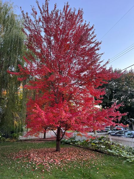 Fall color 🍁 fall curb appeal 🏠 #curbappeal 

#LTKSeasonal