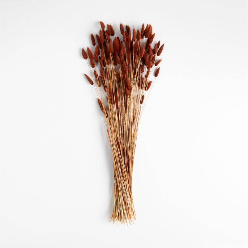 Rust Dried Bunny Tail Grass Bunch | Crate & Barrel | Crate & Barrel